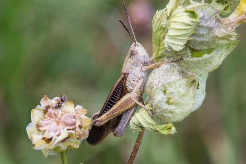 Réf. 243 465 : Stauroderus scalaris scalaris